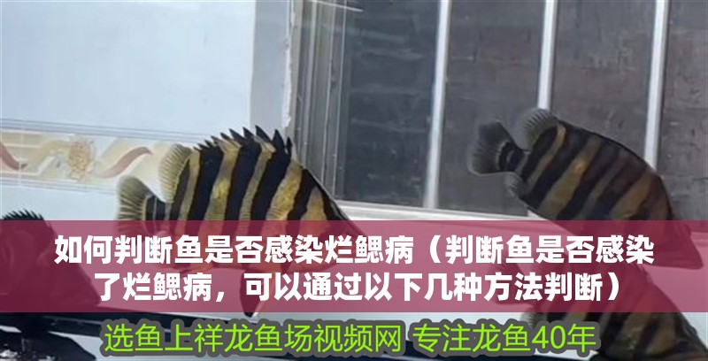 如何判斷魚是否感染爛鰓病（判斷魚是否感染了爛鰓病，可以通過以下幾種方法判斷）