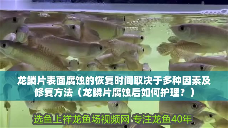 龍鱗片表面腐蝕的恢復時間取決于多種因素及修復方法（龍鱗片腐蝕后如何護理？）