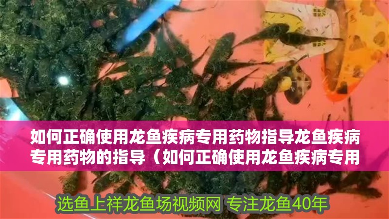 如何正確使用龍魚疾病專用藥物指導龍魚疾病專用藥物的指導（如何正確使用龍魚疾病專用藥）