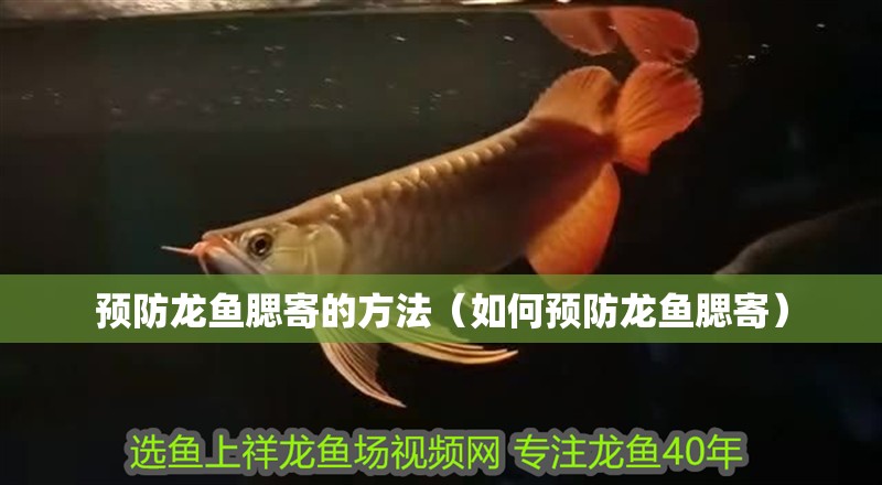預防龍魚腮寄的方法（如何預防龍魚腮寄）