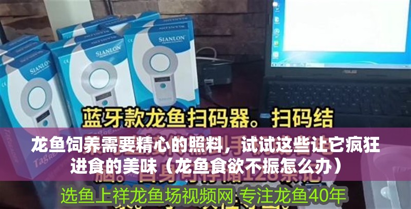 龍魚飼養(yǎng)需要精心的照料，試試這些讓它瘋狂進(jìn)食的美味（龍魚食欲不振怎么辦）
