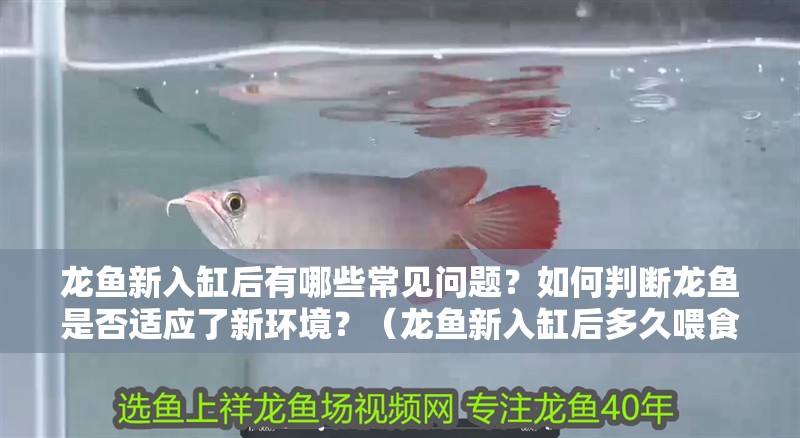 龍魚新入缸后有哪些常見問題？如何判斷龍魚是否適應了新環境？（龍魚新入缸后多久喂食比較合適龍魚新入缸后多久喂食合適）