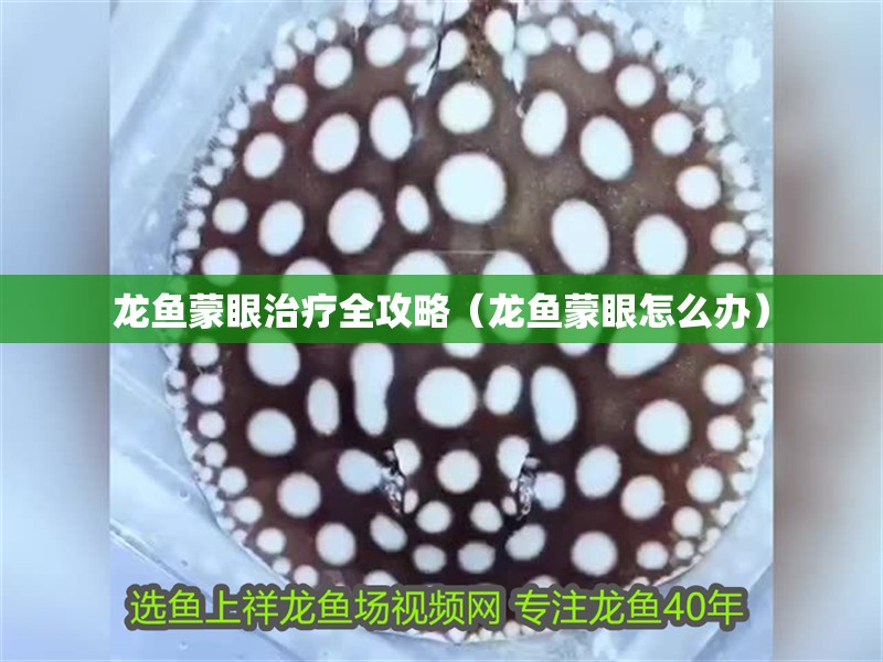 龍魚蒙眼治療全攻略（龍魚蒙眼怎么辦）