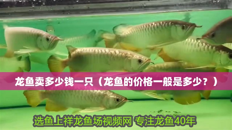 龍魚(yú)賣(mài)多少錢(qián)一只（龍魚(yú)的價(jià)格一般是多少？） 龍魚(yú)賣(mài)多少錢(qián)一只（龍魚(yú)的價(jià)格一般是多少？） 觀賞魚(yú)百科