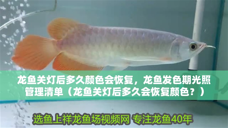 龍魚關燈后多久顏色會恢復，龍魚發色期光照管理清單（龍魚關燈后多久會恢復顏色？） 龍魚關燈后多久顏色會恢復，龍魚發色期光照管理清單（龍魚關燈后多久會恢復顏色？） 龍魚百科