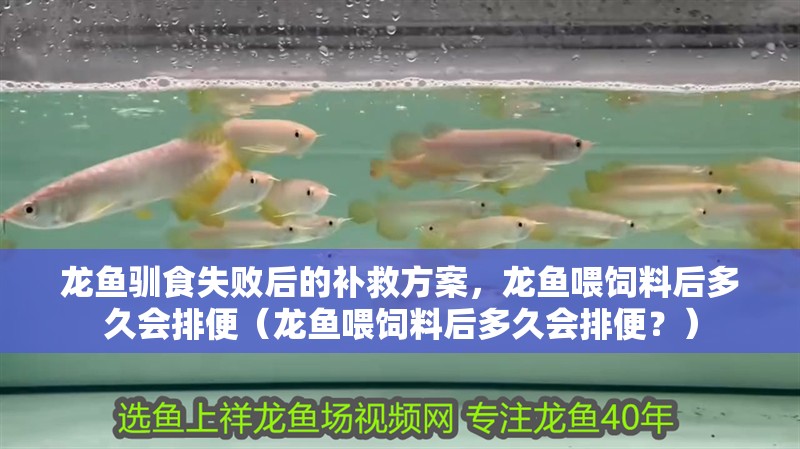 龍魚馴食失敗后的補救方案，龍魚喂飼料后多久會排便（龍魚喂飼料后多久會排便？）