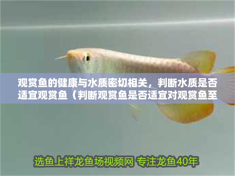 觀賞魚的健康與水質(zhì)密切相關(guān)，判斷水質(zhì)是否適宜觀賞魚（判斷觀賞魚是否適宜對觀賞魚至關(guān)重要，以下關(guān)鍵指標(biāo)和步驟）
