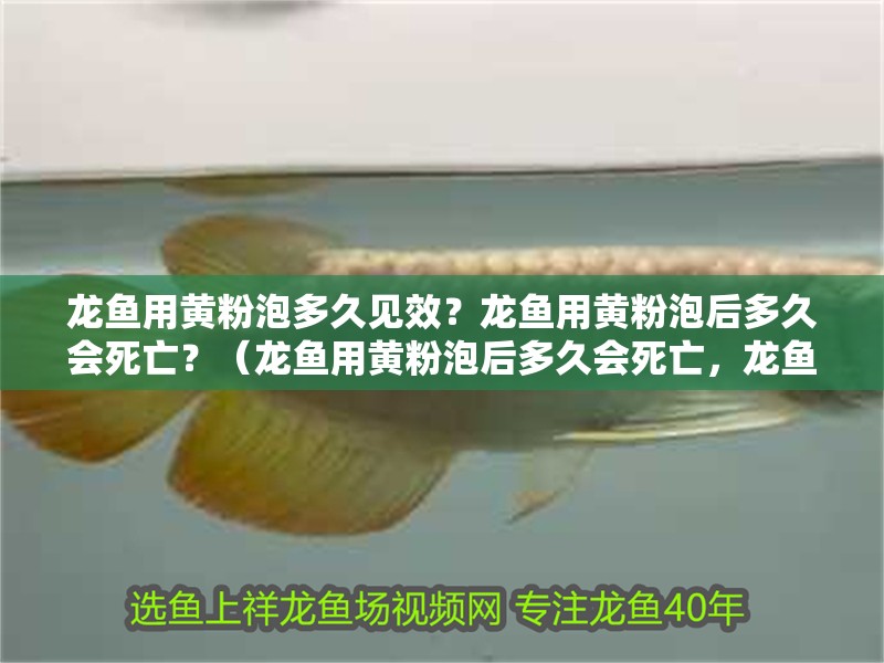 龍魚用黃粉泡多久見效？龍魚用黃粉泡后多久會死亡？（龍魚用黃粉泡后多久會死亡，龍魚用黃粉泡多久會死亡）