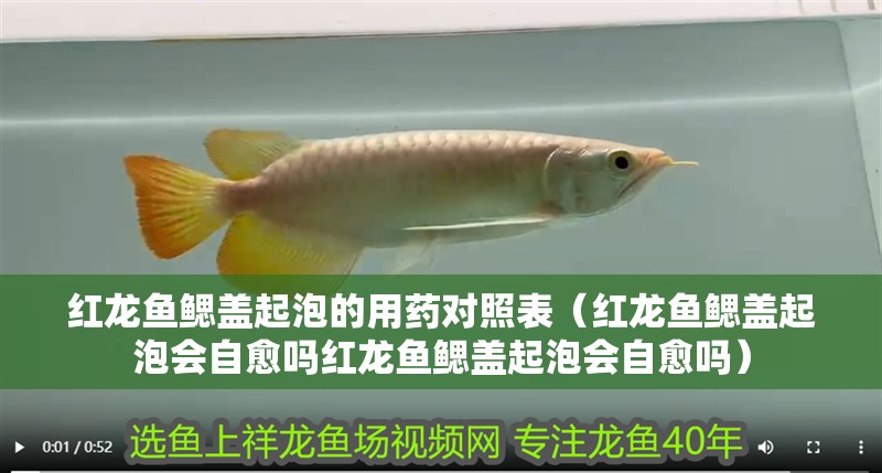 紅龍魚鰓蓋起泡的用藥對(duì)照表（紅龍魚鰓蓋起泡會(huì)自愈嗎紅龍魚鰓蓋起泡會(huì)自愈嗎） 紅龍魚鰓蓋起泡的用藥對(duì)照表（紅龍魚鰓蓋起泡會(huì)自愈嗎紅龍魚鰓蓋起泡會(huì)自愈嗎） 龍魚百科