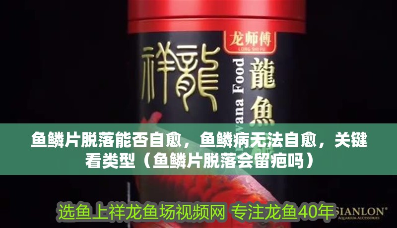 魚鱗片脫落能否自愈，魚鱗病無法自愈，關(guān)鍵看類型（魚鱗片脫落會(huì)留疤嗎）