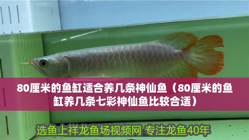 80厘米的魚缸適合養幾條神仙魚（80厘米的魚缸養幾條七彩神仙魚比較合適）