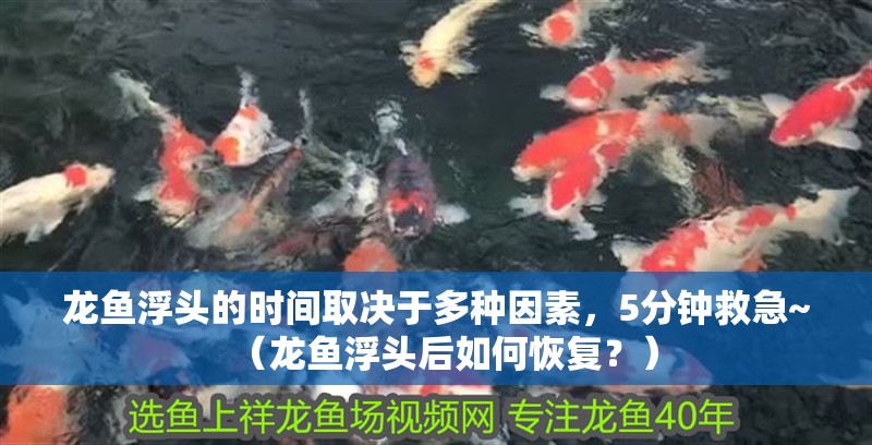 龍魚浮頭的時間取決于多種因素，5分鐘救急~（龍魚浮頭后如何恢復(fù)？） 龍魚浮頭的時間取決于多種因素，5分鐘救急~（龍魚浮頭后如何恢復(fù)？） 龍魚百科