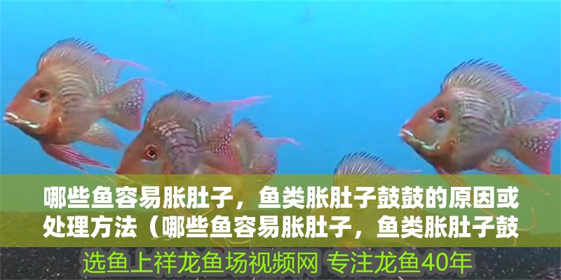哪些魚容易脹肚子，魚類脹肚子鼓鼓的原因或處理方法（哪些魚容易脹肚子，魚類脹肚子鼓鼓的原因你要知道）
