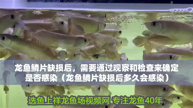 龍魚鱗片缺損后，需要通過觀察和檢查來確定是否感染（龍魚鱗片缺損后多久會(huì)感染）