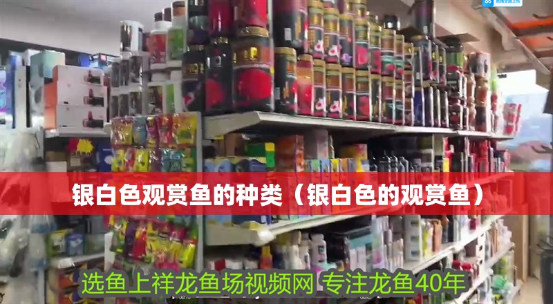 銀白色觀賞魚(yú)的種類（銀白色的觀賞魚(yú)） 銀白色觀賞魚(yú)的種類（銀白色的觀賞魚(yú)） 觀賞魚(yú)百科