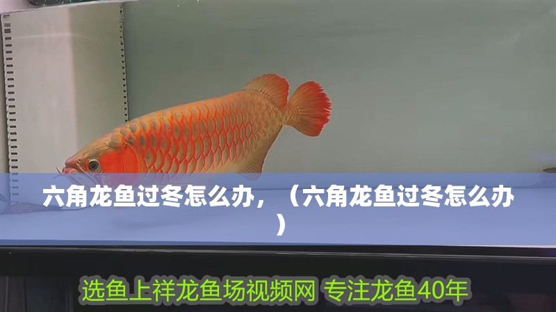 六角龍魚過冬怎么辦，（六角龍魚過冬怎么辦）
