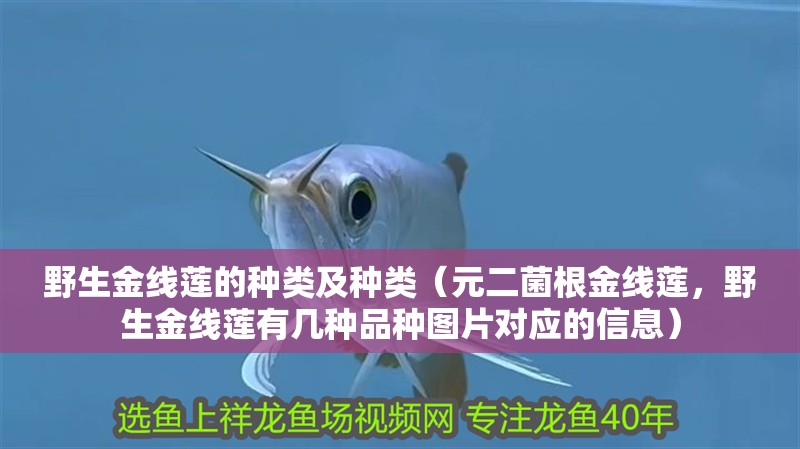 野生金線蓮的種類及種類（元二菌根金線蓮，野生金線蓮有幾種品種圖片對應的信息）