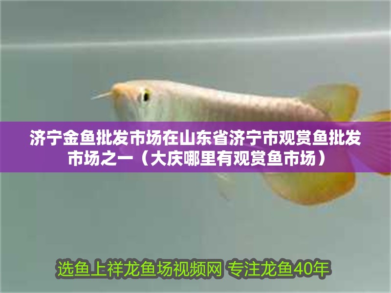 濟寧金魚批發市場在山東省濟寧市觀賞魚批發市場之一（大慶哪里有觀賞魚市場）