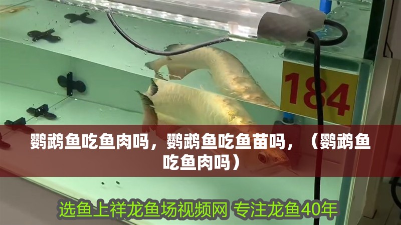 鸚鵡魚吃魚肉嗎，鸚鵡魚吃魚苗嗎，（鸚鵡魚吃魚肉嗎）