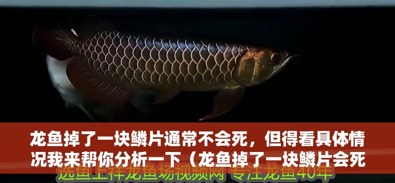 龍魚掉了一塊鱗片通常不會(huì)死，但得看具體情況我來幫你分析一下（龍魚掉了一塊鱗片會(huì)死亡嗎？）