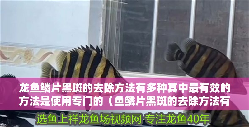 龍魚鱗片黑斑的去除方法有多種其中最有效的方法是使用專門的（魚鱗片黑斑的去除方法有多種）