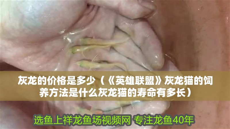 灰龍的價格是多少（《英雄聯盟》灰龍貓的飼養方法是什么灰龍貓的壽命有多長）