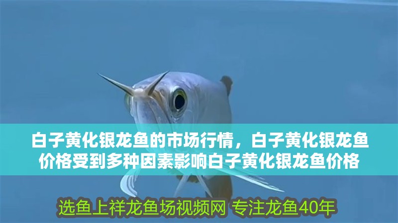 白子黃化銀龍魚的市場行情，白子黃化銀龍魚價格受到多種因素影響白子黃化銀龍魚價格