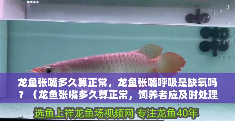 龍魚張嘴多久算正常，龍魚張嘴呼吸是缺氧嗎？（龍魚張嘴多久算正常，飼養(yǎng)者應(yīng)及時(shí)處理）