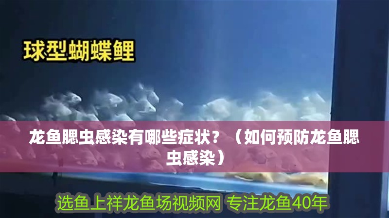 龍魚腮蟲感染有哪些癥狀？（如何預防龍魚腮蟲感染）