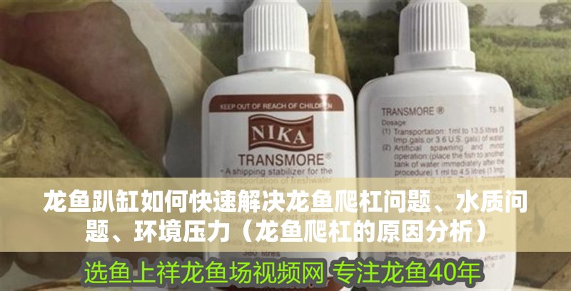 龍魚趴缸如何快速解決龍魚爬杠問題、水質(zhì)問題、環(huán)境壓力（龍魚爬杠的原因分析） 龍魚趴缸如何快速解決龍魚爬杠問題、水質(zhì)問題、環(huán)境壓力（龍魚爬杠的原因分析） 龍魚百科