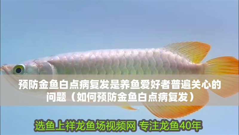 預(yù)防金魚白點(diǎn)病復(fù)發(fā)是養(yǎng)魚愛好者普遍關(guān)心的問題（如何預(yù)防金魚白點(diǎn)病復(fù)發(fā)）