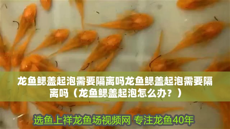 龍魚鰓蓋起泡需要隔離嗎龍魚鰓蓋起泡需要隔離嗎（龍魚鰓蓋起泡怎么辦？） 龍魚鰓蓋起泡需要隔離嗎龍魚鰓蓋起泡需要隔離嗎（龍魚鰓蓋起泡怎么辦？） 龍魚百科