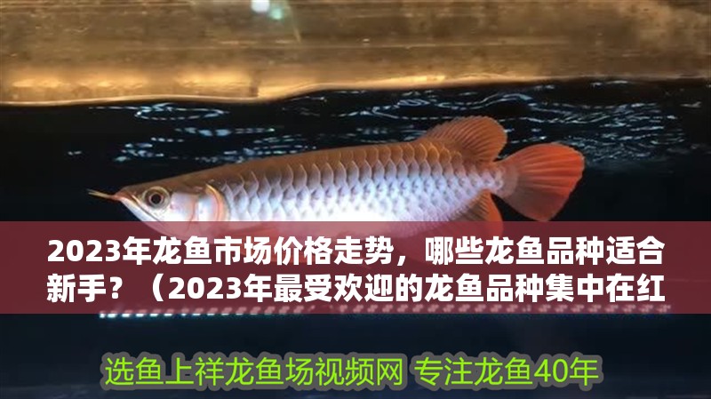2023年龍魚市場價格走勢，哪些龍魚品種適合新手？（2023年最受歡迎的龍魚品種集中在紅龍、金龍、青龍、青龍）