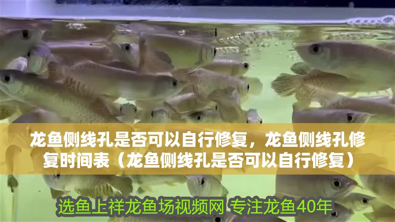 龍魚側線孔是否可以自行修復，龍魚側線孔修復時間表（龍魚側線孔是否可以自行修復）