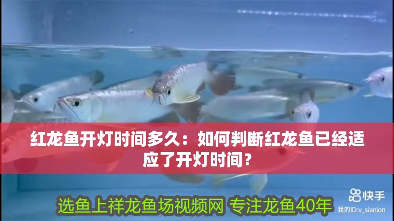 紅龍魚開燈時間多久：如何判斷紅龍魚已經(jīng)適應了開燈時間？