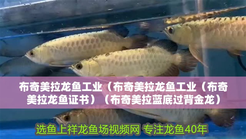 布奇美拉龍魚工業（布奇美拉龍魚工業（布奇美拉龍魚證書）（布奇美拉藍底過背金龍）
