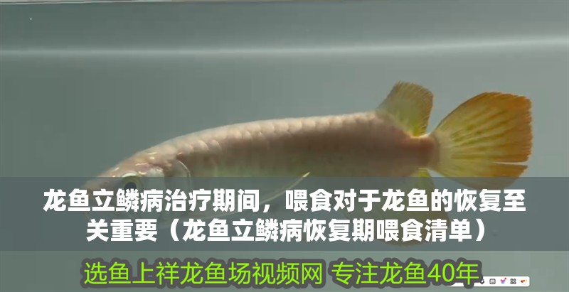 龍魚立鱗病治療期間，喂食對于龍魚的恢復至關重要（龍魚立鱗病恢復期喂食清單）