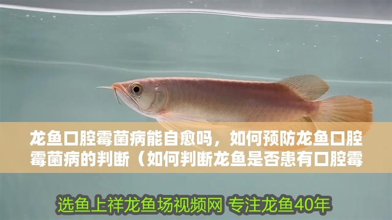 龍魚(yú)口腔霉菌病能自愈嗎，如何預(yù)防龍魚(yú)口腔霉菌病的判斷（如何判斷龍魚(yú)是否患有口腔霉菌病？）