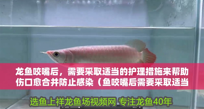 龍魚(yú)咬嘴后，需要采取適當(dāng)?shù)淖o(hù)理措施來(lái)幫助傷口愈合并防止感染（魚(yú)咬嘴后需要采取適當(dāng)?shù)淖o(hù)理措施來(lái)幫助傷口愈合并防止感染）