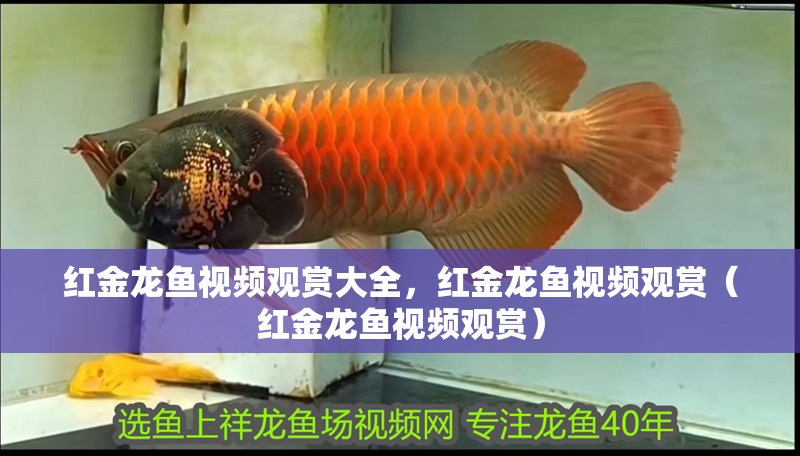 紅金龍魚視頻觀賞大全，紅金龍魚視頻觀賞（紅金龍魚視頻觀賞）
