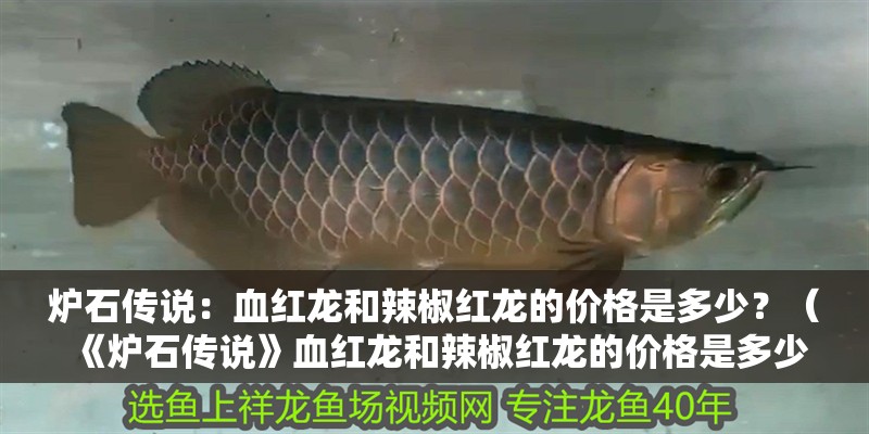 爐石傳說：血紅龍和辣椒紅龍的價格是多少？（《爐石傳說》血紅龍和辣椒紅龍的價格是多少血紅龍和辣椒紅龍的價格是多少） 爐石傳說：血紅龍和辣椒紅龍的價格是多少？（《爐石傳說》血紅龍和辣椒紅龍的價格是多少血紅龍和辣椒紅龍的價格是多少） 龍魚百科