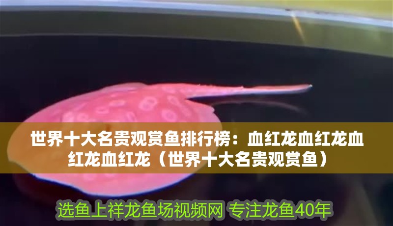 世界十<strong><mark>大名</mark></strong>貴觀賞魚排行榜：血紅龍血紅龍血紅龍血紅龍（世界十<strong><mark>大名</mark></strong>貴觀賞魚）