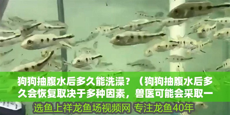 狗狗抽腹水后多久能洗澡？（狗狗抽腹水后多久會恢復取決于多種因素，獸醫可能會采取一系列措施來幫助狗狗恢復）