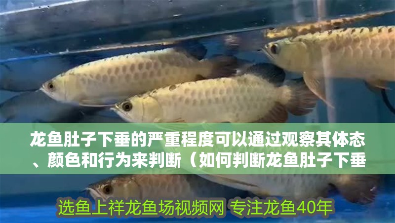 龍魚肚子下垂的嚴重程度可以通過觀察其體態、顏色和行為來判斷（如何判斷龍魚肚子下垂嚴重程度）