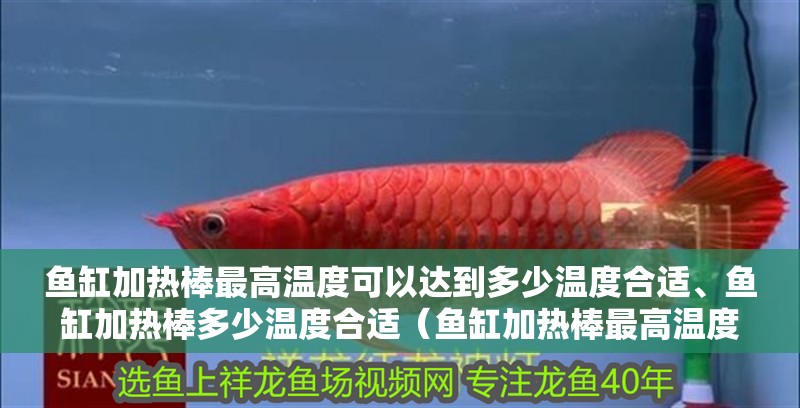 魚缸加熱棒最高溫度可以達到多少溫度合適、魚缸加熱棒多少溫度合適（魚缸加熱棒最高溫度可以達到多少度）