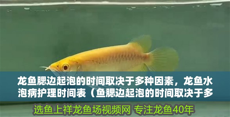 龍魚腮邊起泡的時間取決于多種因素，龍魚水泡病護理時間表（魚腮邊起泡的時間取決于多種因素，龍魚水泡病護理時間表）