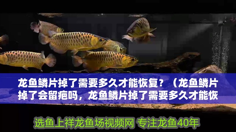 龍魚鱗片掉了需要多久才能恢復？（龍魚鱗片掉了會留疤嗎，龍魚鱗片掉了需要多久才能恢復）