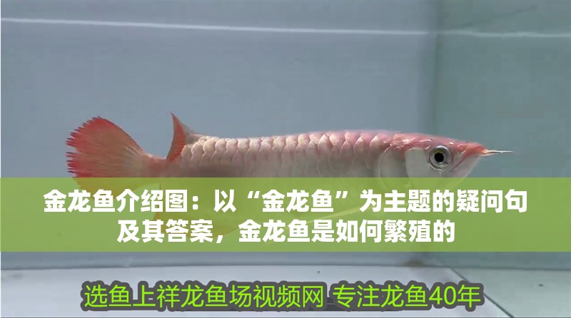 金龍魚介紹圖：以“金龍魚”為主題的疑問句及其答案，金龍魚是如何繁殖的