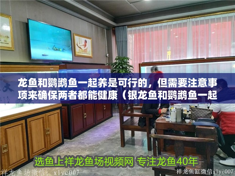 龍魚和鸚鵡魚一起養是可行的，但需要注意事項來確保兩者都能健康（銀龍魚和鸚鵡魚一起養是可行的但需要注意事項來確保兩者都能健康）