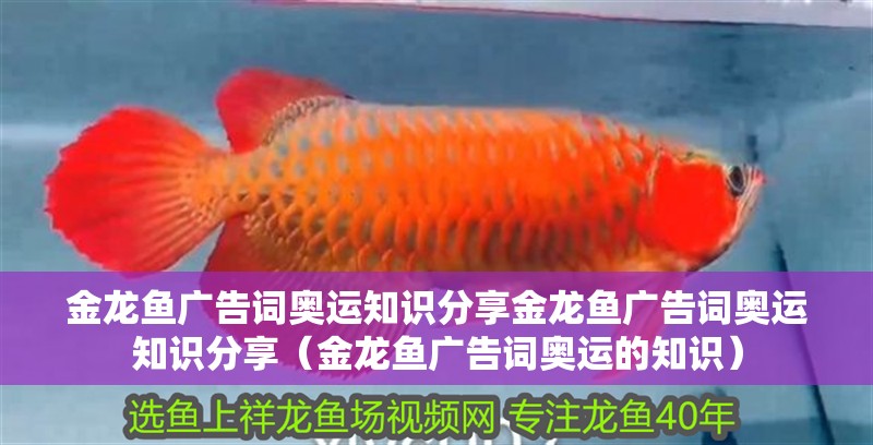 金龍魚廣告詞奧運知識分享金龍魚廣告詞奧運知識分享（金龍魚廣告詞奧運的知識）